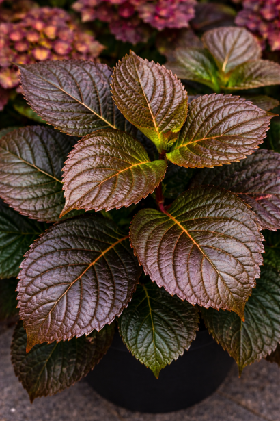 Гортензія Шоко Лав листя